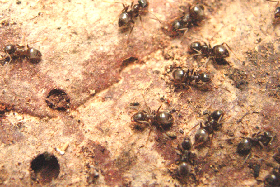Formiche, formiche, formiche....